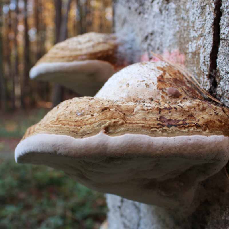 Habitatbaum Pilzkonsolen