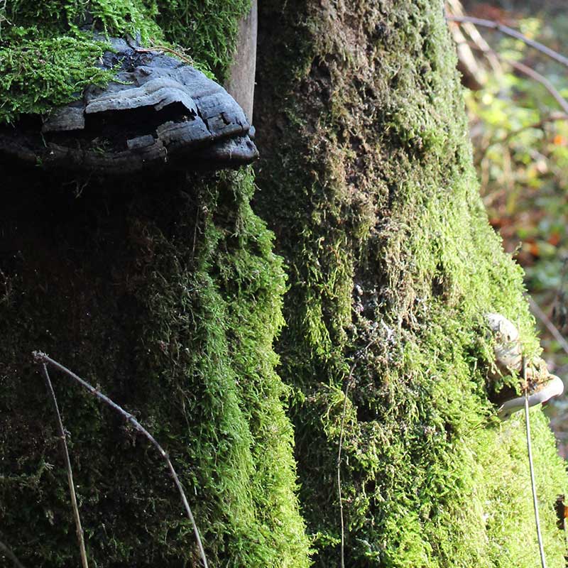 Habitatbaum Flechten & Moose