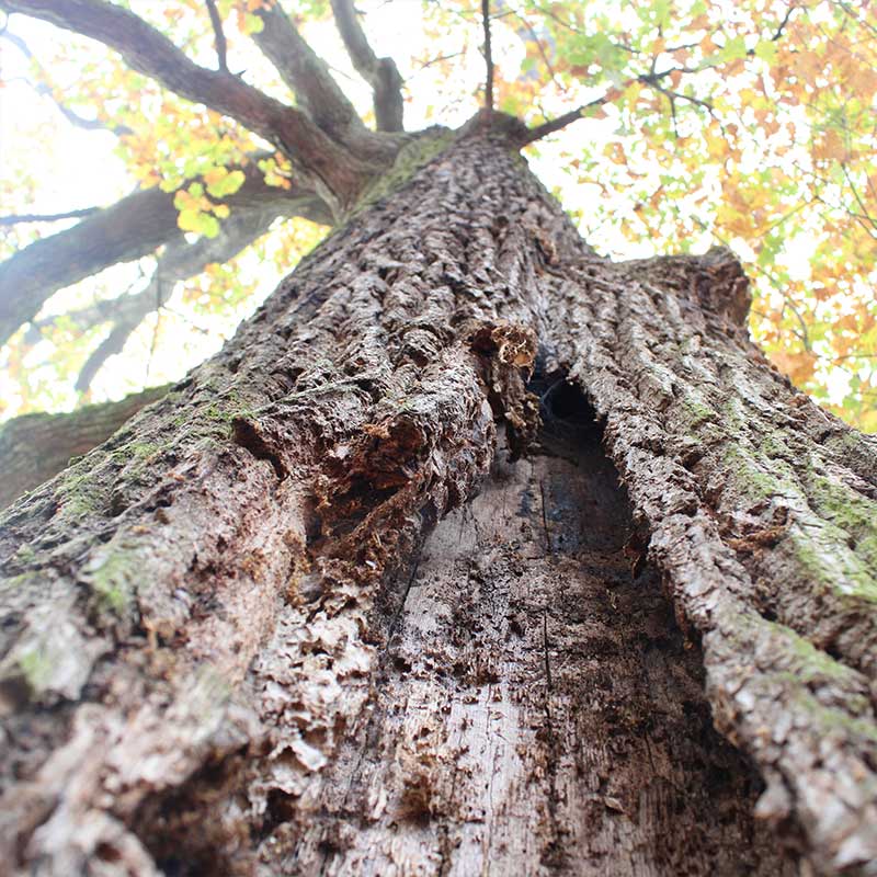 Habitatbaum Lose Rinde
