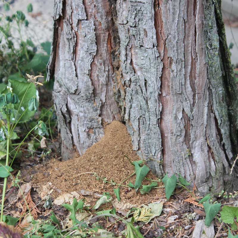 Habitatbaum Faulstellen