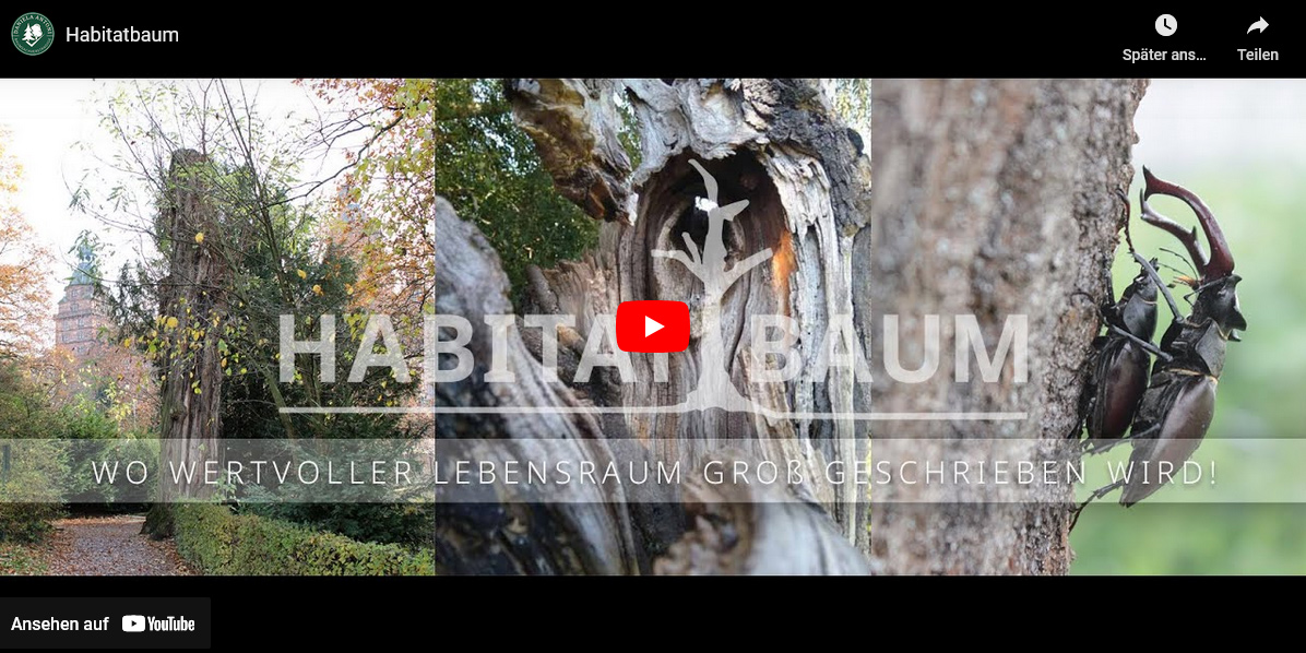 Habitatbaum Video
