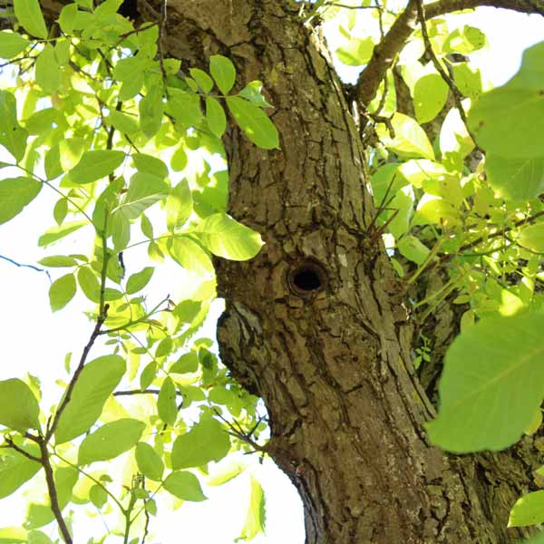 Habitatbaum Höhlen