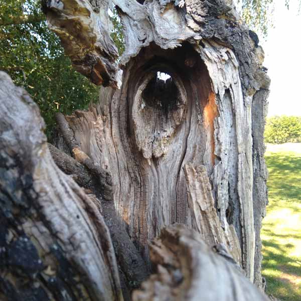 Habitatbaum Totholz